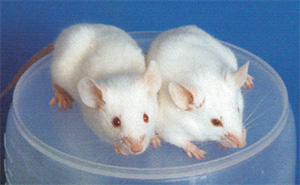 Мышь линии NOD (слева), предрасположенная к диабету первого типа