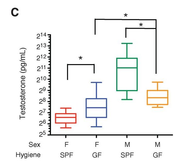Рис. 4. Зависимость выработки тестостерона у мышей от условий их содержания — условий отсутствия патогенов (SPF) или же полностью стерильных условий (GF)