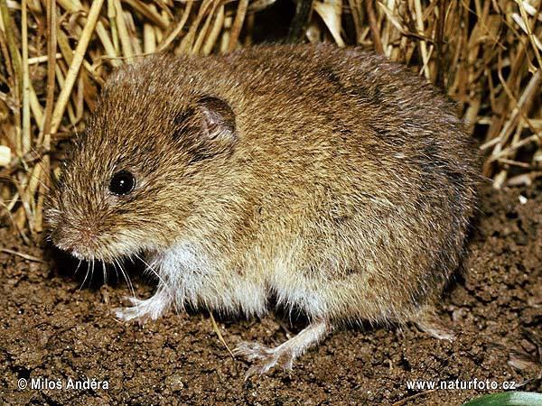 Обыкновенная полевка (Microtus arvalis)