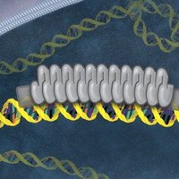 Исправление мутантного фенотипа