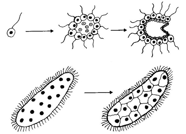 Рис. 4. Две основные теории происхождения многоклеточных животных