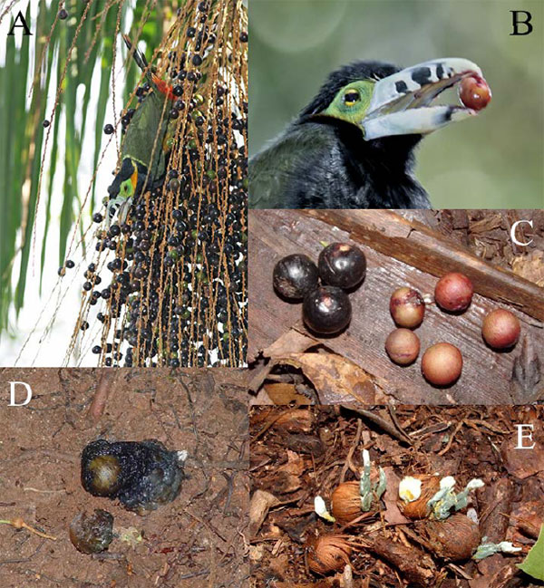 A — плоды пальмы Euterpe edulis. B — туканет Selenidera maculirostris с семенем пальмы в клюве. C — на земле видны отрыгнутые семена и плоды, которые не удалось унести. D — семена в экскрементах птиц (Penelope superciliaris). E — упавшие плоды и семена подвергаются воздействию патогенных грибов, а также поедаются животными