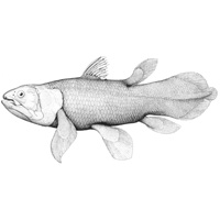 Латимерия (Latimeria chalumnae)