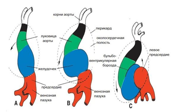 Рис. 3. Формирование сердечного изгиба