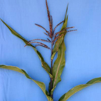 Пурпурная окраска стебля кукурузы свидетельствует об активной работе генов, участвующих в синтезе пигмента антоциана. В результате «парамутации» стебель может стать из пурпурного зеленым без изменения генотипа, то есть последовательности нуклеотидов в ДНК. (Фото с сайта www.sciencedaily.com)