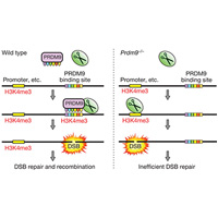 Предполагаемый механизм работы белка PRDM9