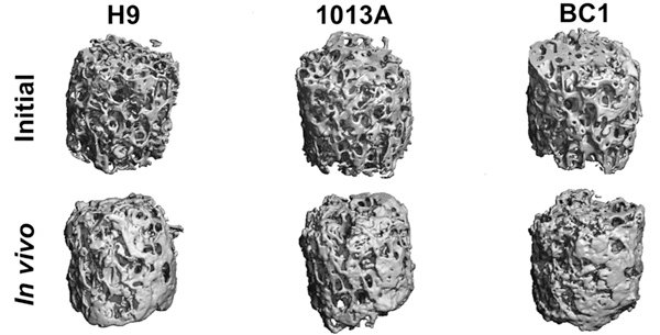 Рис. 3. 3D-модели искусственно созданных косточек, полученные методом компьютерной томографии.