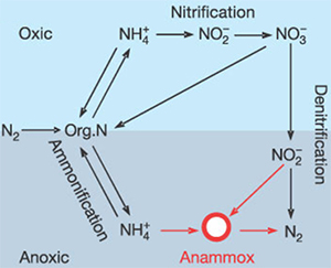 Схема соотношения нитрификации (которая проходит в богатой кислородом среде, Oxic), денитрификации и реакции anammox (в бескислородной среде, Anoxic)