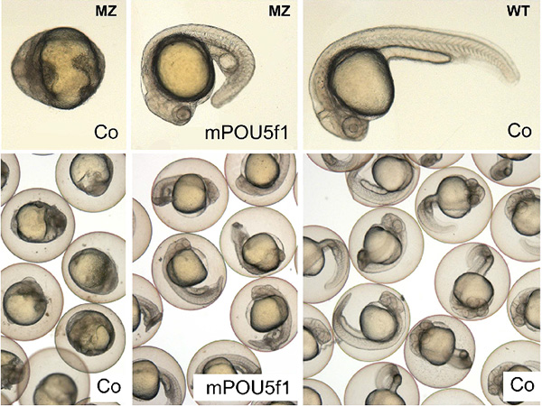 Рис. 1. Эмбрионы рыбки данио-рерио через 24 часа после оплодотворения