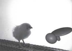 Рис. 2. Цыпленок изучает один из виртуальных объектов