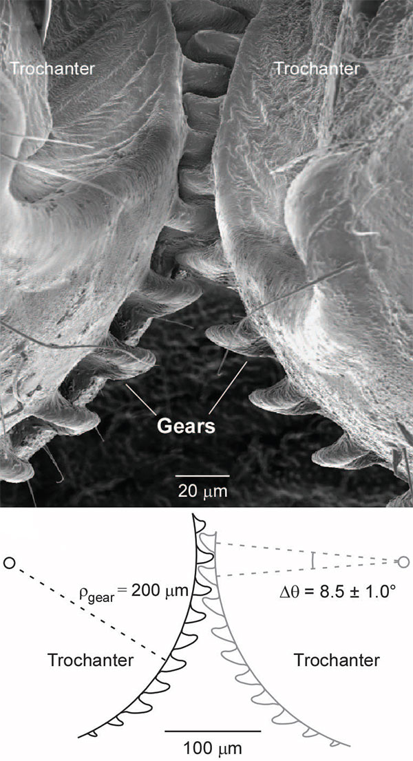 Рис. 2. Зубчатая передача между задними конечностями Issus coleoptratus