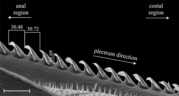 Рис. 4. Равномерно расположенные зубчики на теле сверчка Gryllus bimaculatus используются как инструмент для звукоизвлечения