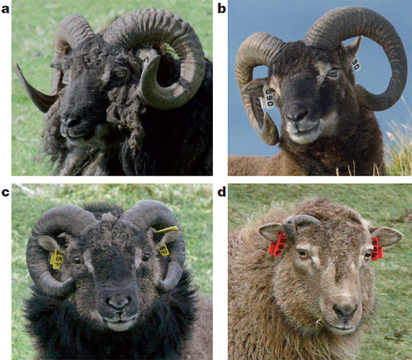 Связь генотипа с размером рогов у диких соэйских баранов (все особи на фотографиях — взрослые самцы)