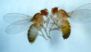 Самки мушек для спаривания выбирают знакомых партнеров, самцов же привлекает новизна