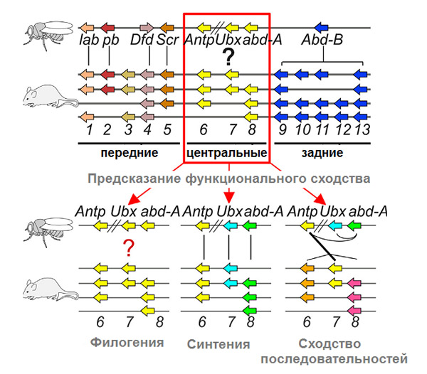 Центральные Hox-гены мухи и мыши