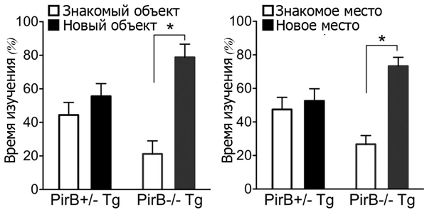 Сравнение памяти мышей с белком PirB и лишенных его