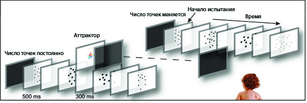 Схема эксперимента по оценке количественного чувства
