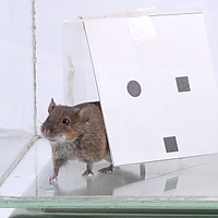 Полевая мышь (Apodemus agrarius) в арене для эксперимента