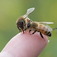 Установка для изучения математических способностей пчел