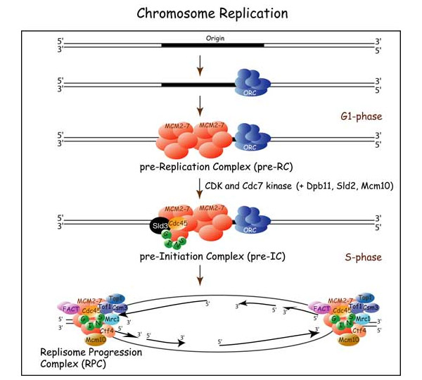 Схема инициации репликации