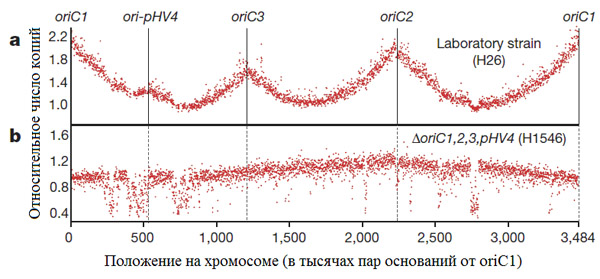 Зависимость числа копий отсеквенированных фрагментов ДНК от расположения на хромосоме
