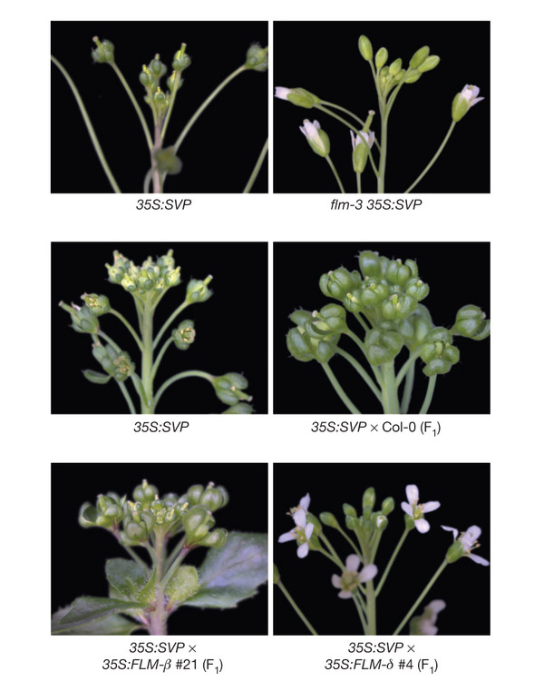 Вариации в строении цветков у генно-модифицированных растений Arabidopsis