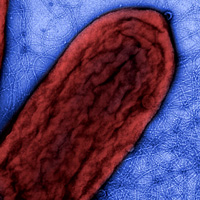 Бактерия рода Geobacter