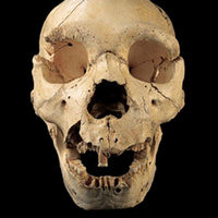 Череп №5 из Сима де лос Уэсос и бедренная кость, из которой была извлечена ДНК