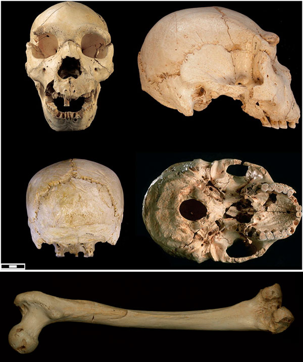 Череп №5 из Сима де лос Уэсос и бедренная кость, из которой была извлечена ДНК