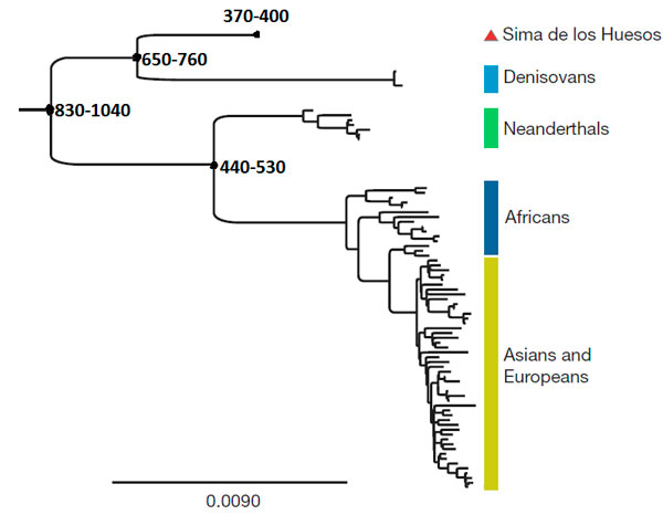 Эволюционное дерево мтДНК гоминид