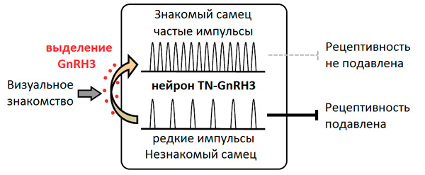 Влияние визуального знакомства c самцом на половую рецептивность самки