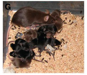 Мыши, рожденные после искусственного оплодотворения яйцеклеток половыми клетками самцов, имевших лишь два гена Y-хромосомы, вполне здоровы и сами могут производить потомство