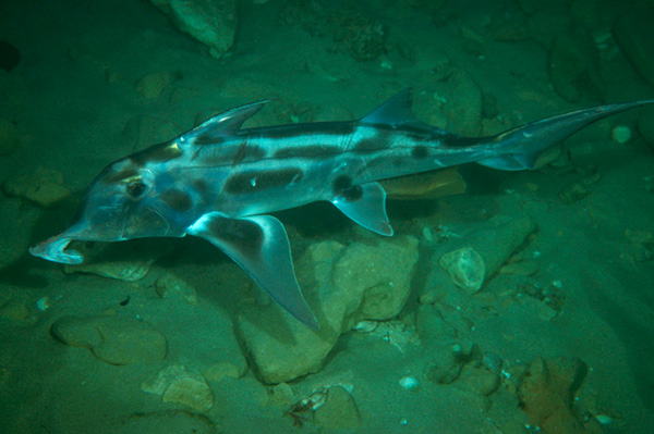 Химера <i>Callorhinchus milii</i>