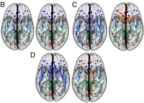 Возрастная динамика связей между разными областями мозга у мальчиков и девочек