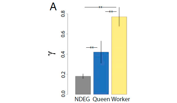 Разница в числе синонимичных и несинонимичных замен у рабочих пчел и королев