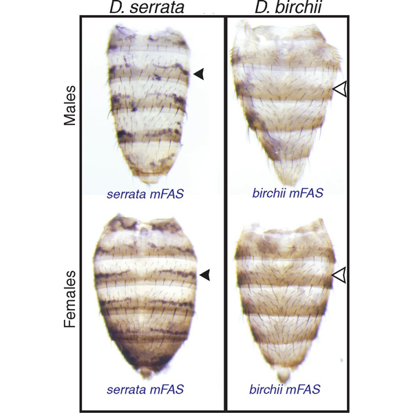 Рис. 2. Гибридизация РНК in situ показала, что у D. serrata (слева) ген mFAS экспрессируется в эноцитах как у самцов (вверху), так и самок (внизу)