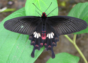 Рис. 1. Ядовитый кирказоновый парусник — пример для подражания для бабочек Papilio polytes, которые имитируют оба вариетета этого вида