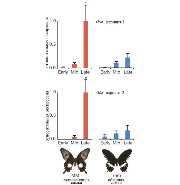 Рис. 3. Экспрессия гена dsx у мимикрирующих самок polytes (ММ) и у обычных самок cyrus (mm) на разных стадиях развития куколки