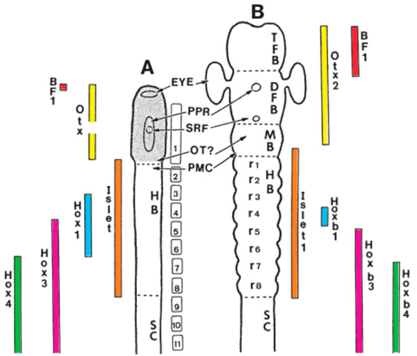 Экспрессия гомеозисных генов в передней части центральной нервной системы у ланцетника и позвоночного