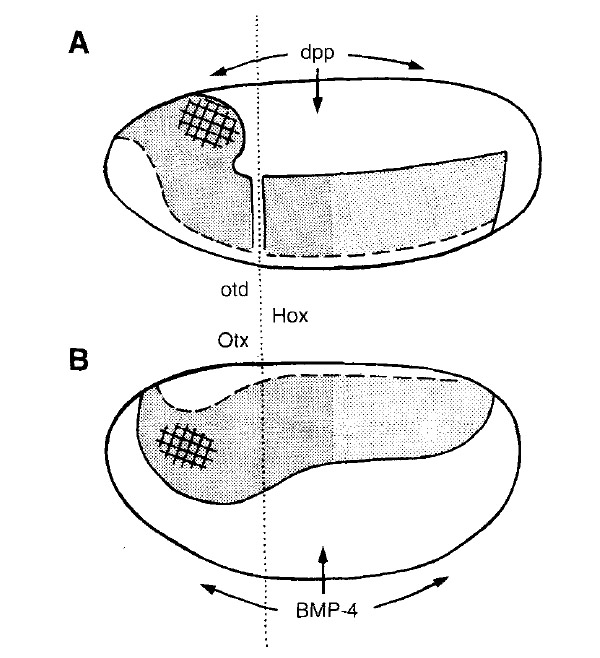 Экспрессия некоторых гомеозисных генов в зародышах мухи-дрозофилы и лягушки