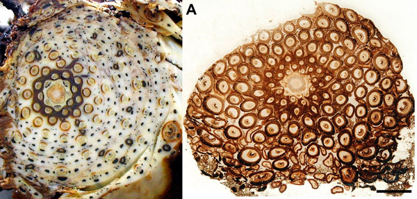 Поперечные срезы папоротникового корневища осмунды азиатской и ее ископаемого родственника