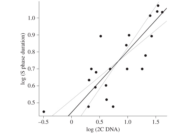 Зависимость объема ядра от количества ДНК в клетках меристемы