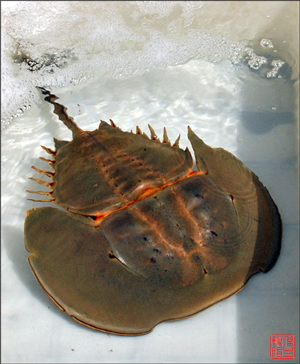 Мечехвостов (на фото) считают ближайшими родственниками считавшегося вымершим класса трилобитов