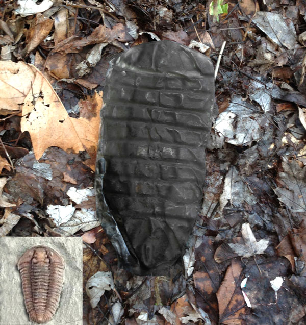 Трилобитоподобное животное, сфотографированное на месте его находки; рядом для сравнения ископаемый трилобит типичной морфологии