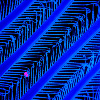 Рис. 1. Фильтровальная «гребенка» современных членистоногих