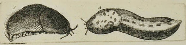 Одно из первых научных изображений слизней в Британии