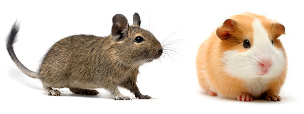 Дегу и морские свинки менее забывчивы, чем мыши