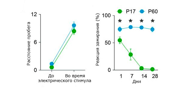 Сравнение забывчивости молодых и взрослых мышей