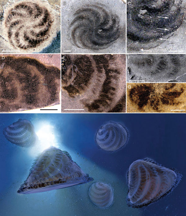 Рис. 3. Eoandromeda — представитель эдиакарской биоты, возможно близкий к предкам гребневиков или даже к общему предку всех животных. Вверху — ископаемые отпечатки, внизу — реконструкция