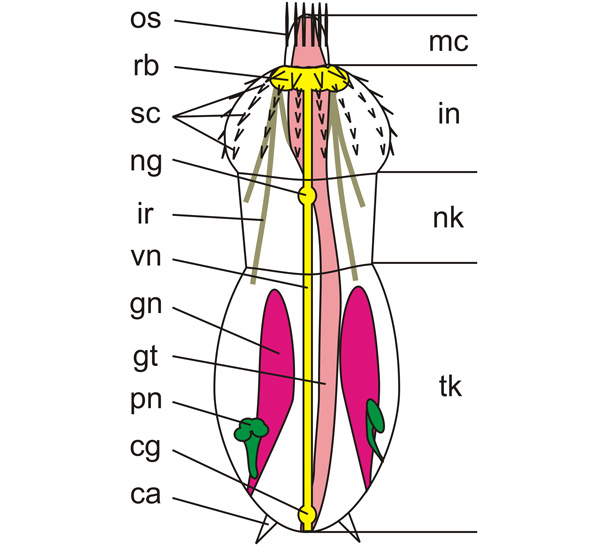 Рис. 2. Схема строения тела Scalidophora